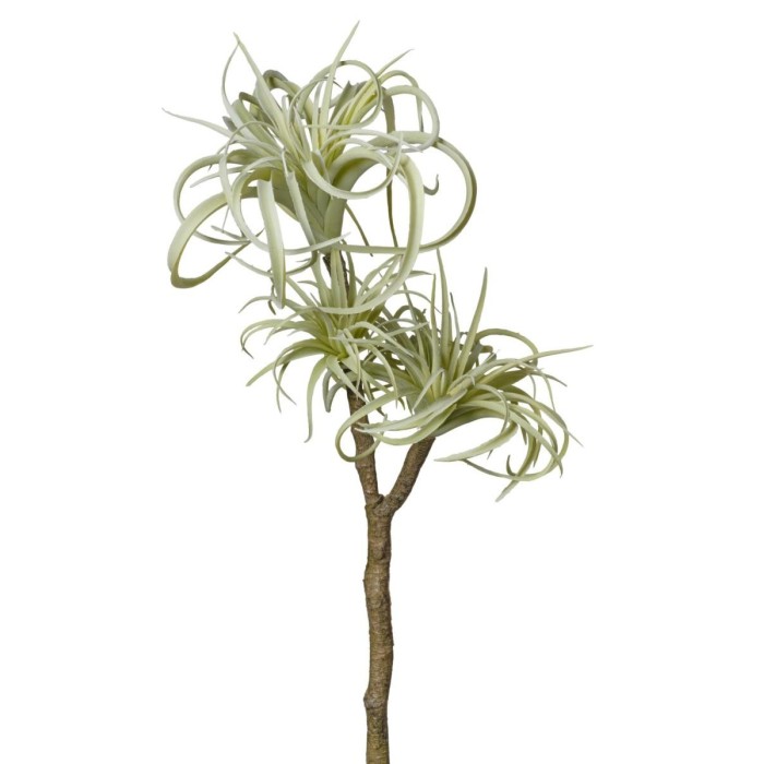 RAMO TILLANZIA X3 CM54 VERDE CHIARO